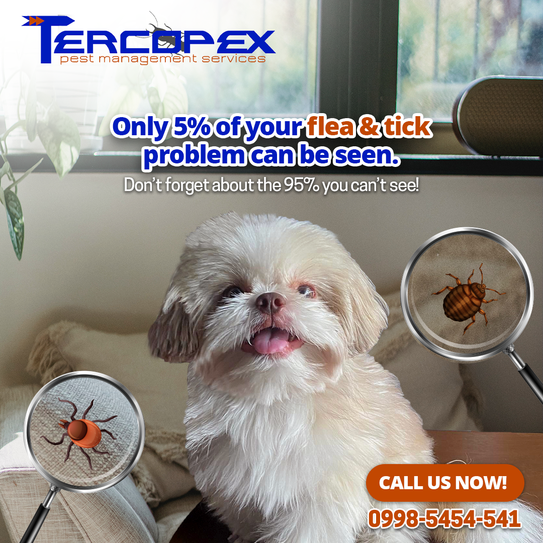 cute dog shih tzu with flea and tick insert